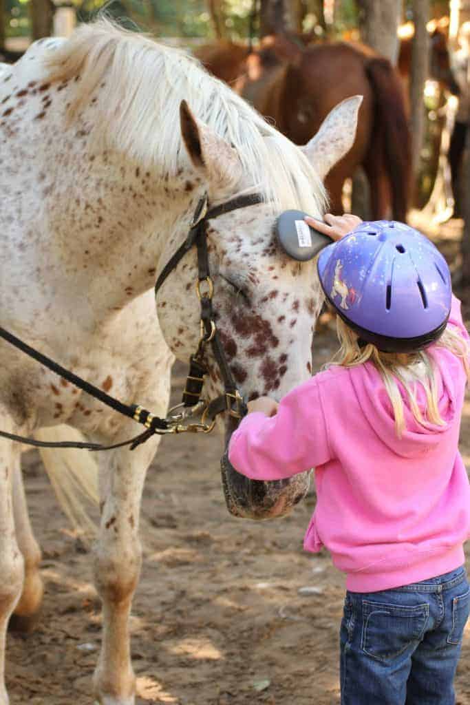 A young rider learns to groom and take care of her horse. 